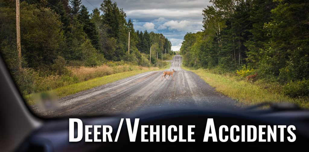 Common Claims What to Do if You Hit a Deer Marshfield Insurance